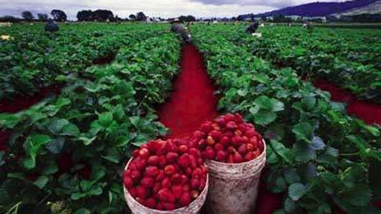 Z myślą o właścicielach gospodarstw rolnych powstała Dobra Pożyczka