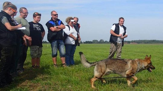 Z nosem przy ziemi. Mistrzostwa owczarków w tropieniu