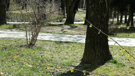 Z parku w Lubartowie notorycznie znikały sadzonki krzewów