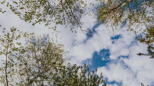 Z Polski znika sosna, świerk, modrzew i brzoza. "Ta rewolucja wydarzy się za życia obecnych 40-latków"