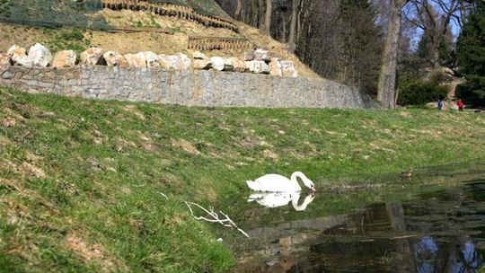 Z przewodnikiem po Ogrodzie Botanicznym. O tulipanach