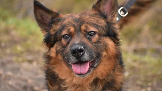 Z psem w domu raźniej. Liczba adopcji się nie zmniejszyła