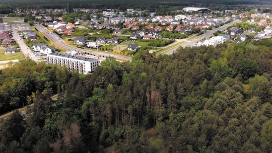 Z puławskich lasów przez kilka lat zniknęło 40 tysięcy drzew