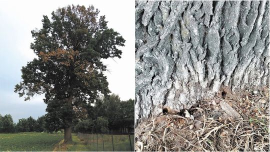 Z wiertarką na drzewo. Kto truje stuletni dąb?