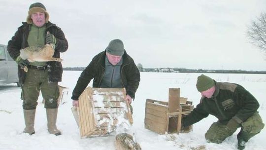 Z woliery na wolność. Wypuścili 280 zajęcy