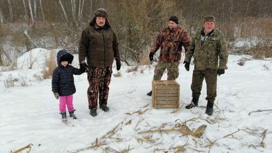 Z woliery na wolność. Wypuścili 280 zajęcy w Lubelskiem. "Gatunek znowu stał się widoczny"