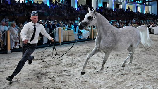 Za 13 koni kupcy zapłacili 1 mln 331 tys. euro. Komentarze po aukcji Pride of Poland 2025