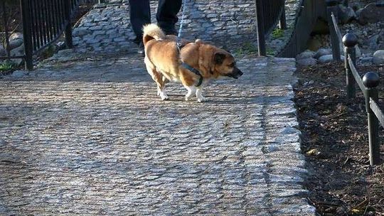 Za psy w Saskim są już mandaty. Co dalej z zakazem?
