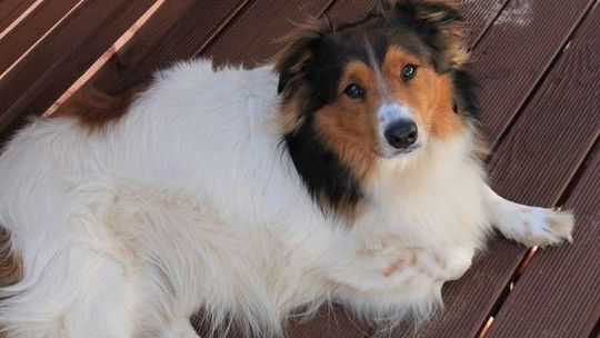 Zaatakował sąsiadkę, chciał zabić jej psa. Prokuratura w Puławach oddaje sprawę Lublinowi