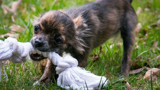 Zabawki dla psa - jak wybrać najlepsze akcesoria do zabawy i nauki