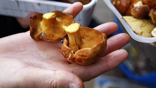 Zabłądziła na grzybach, zadzwoniła po policję