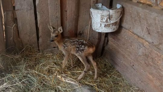 Zabrał małą sarnę z łąki i przez tydzień się nią "opiekował". Wyjaśniamy, dlaczego to nieodpowiedzialne zachowanie