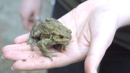 Żaby giną w drodze na randkę. Potrzeba ochotników do przenoszenia przez jezdnię