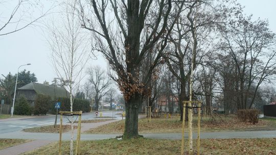 Zabytkowy park przejdzie gruntowną "remontadę"