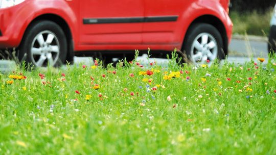 Zachować owady w mieście. "Nie przesadzajmy ze sprzątaniem"