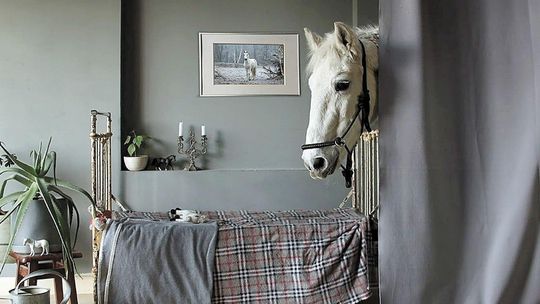 Zaczęło się od ubrań dla lalek, a dziś koń zagląda do salonu