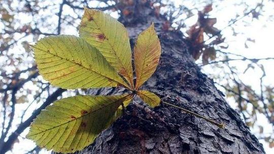 Zaczęło się zastawianie pułapek na szkodnika niszczącego kasztanowce