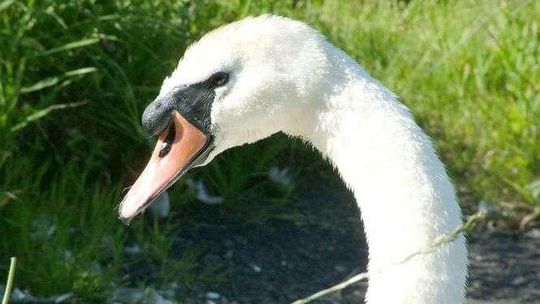 Zagadkowa śmierć 30 łabędzi. Są już wyniki badań toksykologicznych