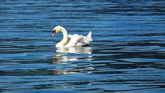 Zagadkowa śmierć łabędzi w Rykach. Padło 30 ptaków
