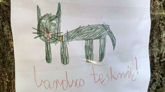 "Zaginął kot. Bardzo tęsknię!". Ogłoszenie dziecka chwyta za serce