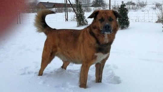 Zaginął pies w okolicach Zemborzyc Podleśnych. Musi przyjmować leki