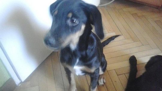 Zaginęła 5-miesięczna Pikula