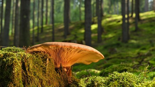 Zaginęła podczas grzybobrania. 56-latka przeszła prawie 8 kilometrów