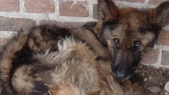 Zagłodzili owczarka, bo nie lubią psów