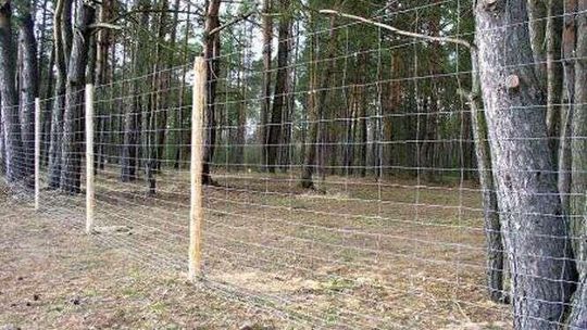 Zagrożenie jest naprawdę bardzo duże. Wzdłuż granicy Polski stanie takie ogrodzenie