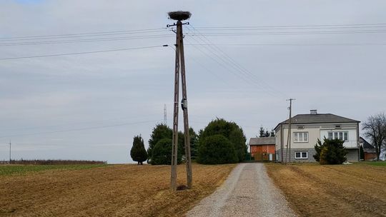 Zagrożone gniazdo bocianów przeniesione. Mieszkańcy odetchnęli z ulgą