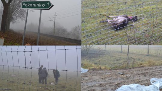 Zagryzione stado danieli. Właściciel stracił 50 sztuk