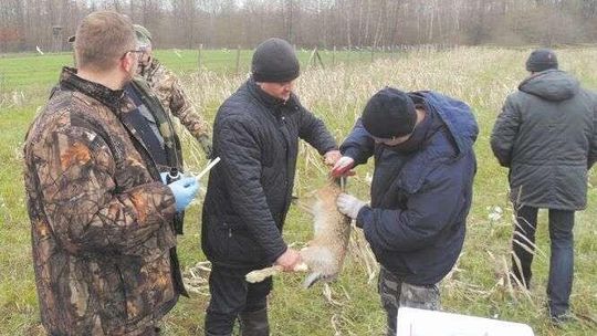 Zające czekają wiosny w Poczekajce. "Nie będziemy na nie polować"