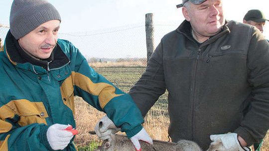 Zające już w wolierach. Na wolność wypuszczą je przyszłym roku