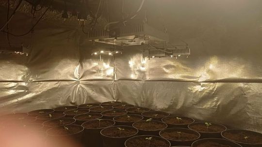 Zajął się uprawą, ale teraz będzie miał przez to kłopoty