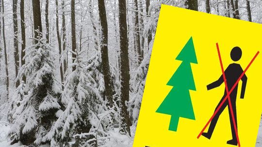 Zakaz wchodzenia do lasu. Leśnicy odradzają spacery