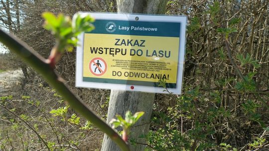 Zakaz wstępu do lasów zostanie zniesiony. Jest data kiedy będzie można pójść na spacer
