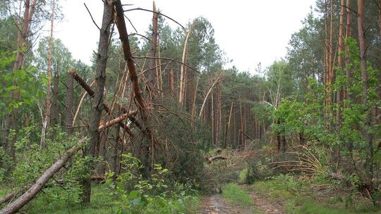 Zakaz wstępu do lasu. Pod Hrubieszowem sprzątają po wichurach