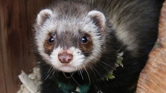 Zakażone koronawirusem norki z Pomorza przebadają w Puławach