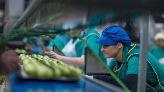 Zakład przetwórstwa owoców i warzyw jako motor lokalnej gospodarki
