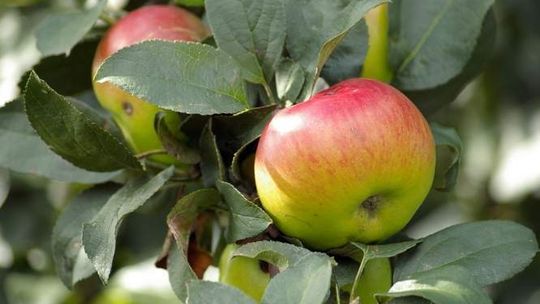 Zakładali uprawy po to żeby dostać dopłaty. NIK skontrolował rolników