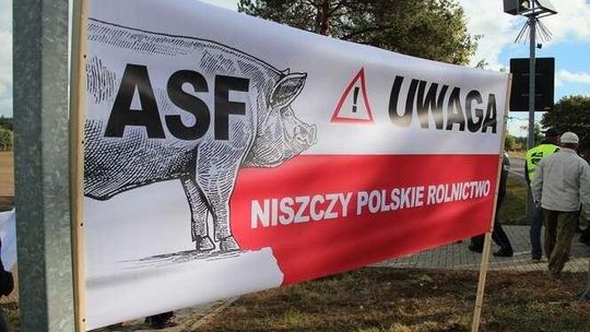 Zakłady nie chcą już skupować świń ze strefy zagrożonej ASF. Minister: "Zła wola"