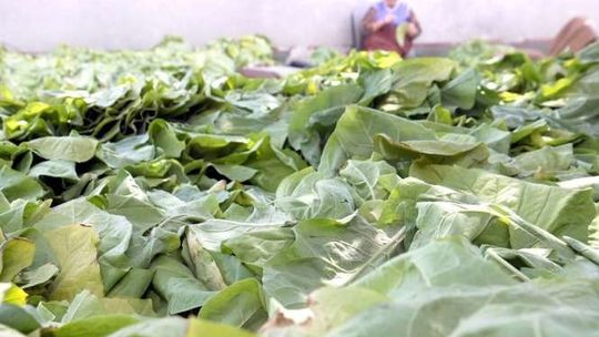 Zakłady Tytoniowe w Lublinie w stanie upadłości. Kolejna firma też zagrożona?