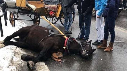 Zakopane: Spłoszony koń potrącił dziecko