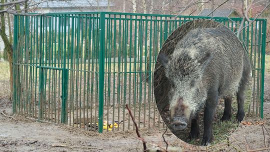 Zakrwawiona locha waliła o pręty. Co się stało z dzikami złapanymi w Lublinie