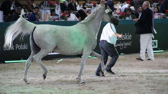 Zamiast dumy, wstyd dla Polski, czyli historia licytacji jednej klaczy