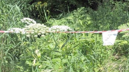 Zamiast niszczyć barszcz Sosnowskiego, ogradzają go. Nie ma chętnych do walki z rośliną