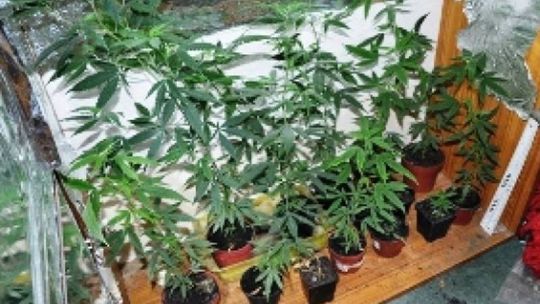 Zamiast remontować mieszkanie uprawiali konopie w szafie