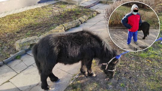 Zamieszkał w bloku z kucykiem. Miał go zaprowadzić do wujka