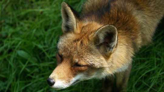 Zamkną Ogród Saski żeby schwytać lisy. Potem wpuszczą pawie