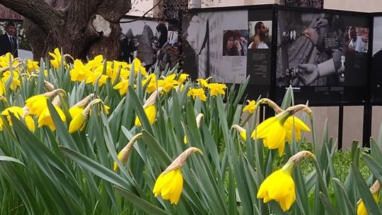 Zamojskie żonkile na rocznicę powstania w getcie warszawskim
